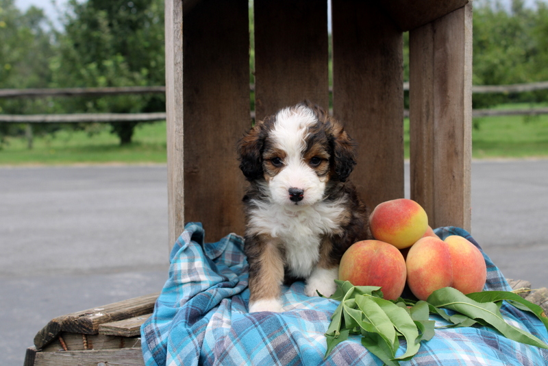 puppy, for, sale, Mini Bernedoodle F2, Matthew B. Stoltzfus, dog, breeder, Gap, PA, dog-breeder, puppy-for-sale, forsale, nearby, find, puppyfind, locator, puppylocator, aca